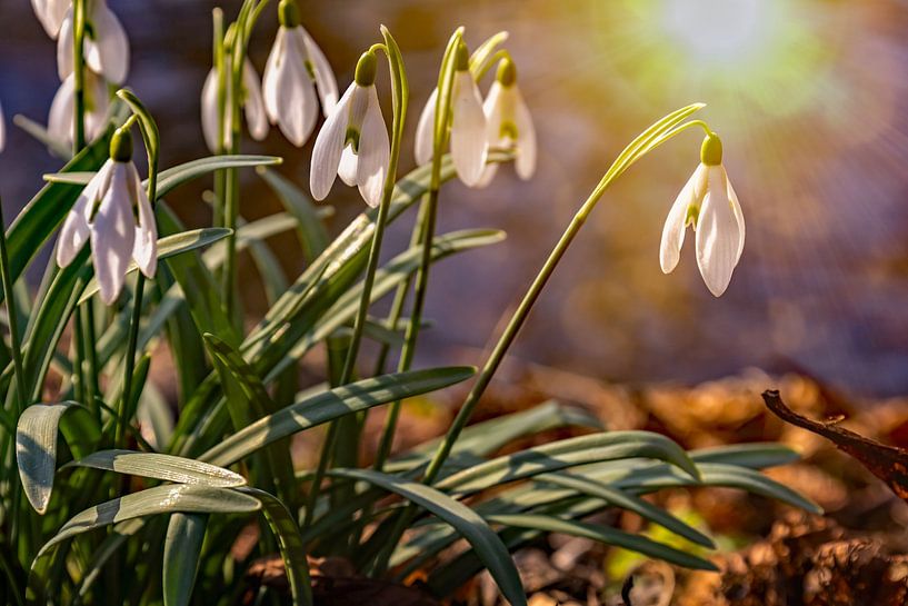 Schneeglöckchen im Sonnenlicht von Holger Felix