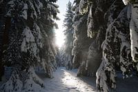 Woods in the snow