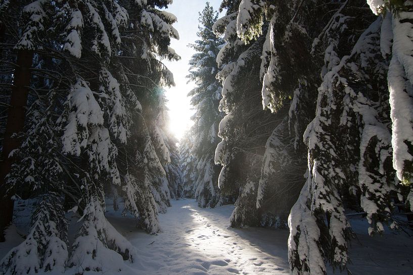 Woods in the snow von Ruby Nussy