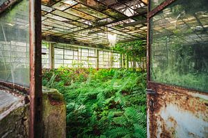 Verlaten Fabriek met Varens. van Roman Robroek - Foto's van Verlaten Gebouwen