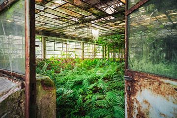 Verlassene Fabrik mit Farnen. von Roman Robroek – Fotos verlassener Gebäude
