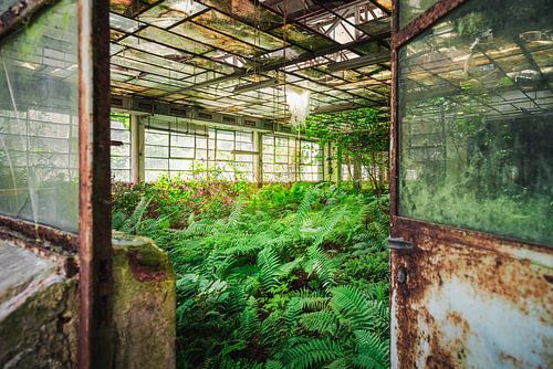 Usine abandonnée avec des fougères.