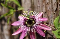 Passionflower Passionflora