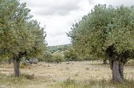 Olijfboomgaard met schapen Alentejo streek Portugal van Hannie Kassenaar thumbnail