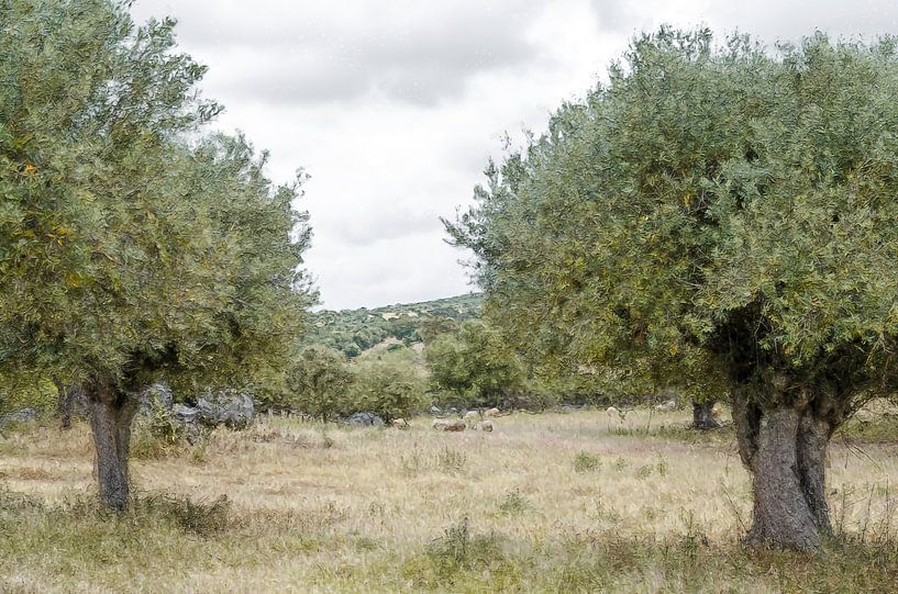 Olijfboomgaard met schapen Alentejo streek Portugal van Hannie Kassenaar