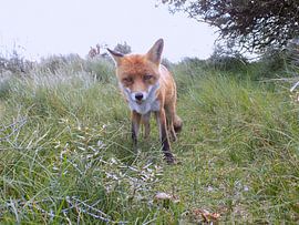 Poserende Vos ( Col. 2015 )  von Jan van Bruggen