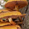 Paddenstoelen aan een boom van Melissa van der Wolde