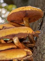 Paddenstoelen aan een boom