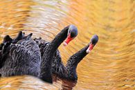 Couple de cygnes noirs sur un golf par Bobsphotography Aperçu