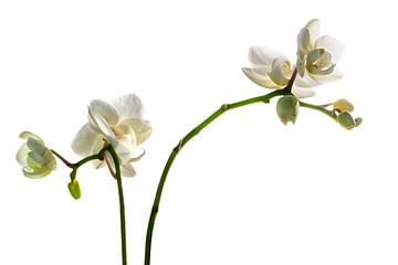 mooie orchideeënbloemen, witte phalaenopsis geïsoleerd tegen een witte achtergrond, selectieve focus van Maren Winter