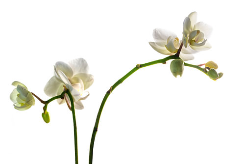 schöne Orchideenblüten, weiße Phalaenopsis isoliert vor weißem Hintergrund, selektiver Fokus, enge S