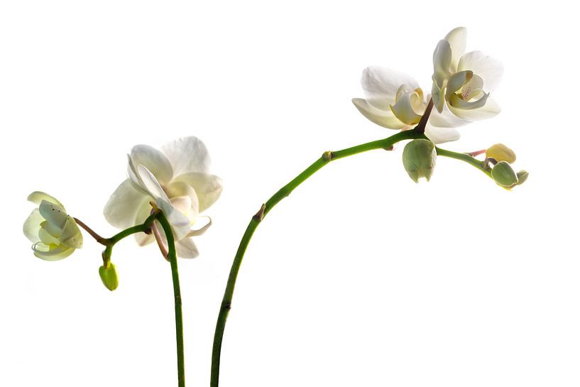 belles fleurs d'orchidées, phalaenopsis blanc isolé sur un fond blanc, mise au point sélective, prof par Maren Winter
