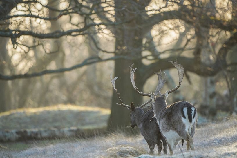 Fallow deer in nature reserve by Dirk van Egmond