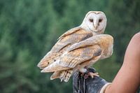 Barn owls