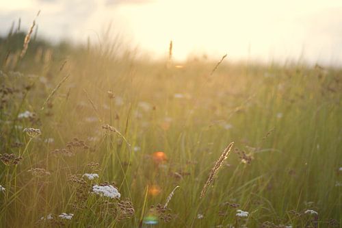 Wilde bloemen in de duinen tijdens zonsondergang