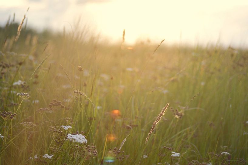 Wilde bloemen in de duinen tijdens zonsondergang van Jeroen van Deel