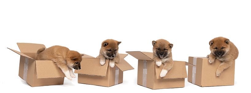 Four Shiba Inu puppies sitting in a cardboard box panorama against a white background by Leoniek van der Vliet