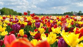 Hollandse tulpen op veld by Charlotte van Noort