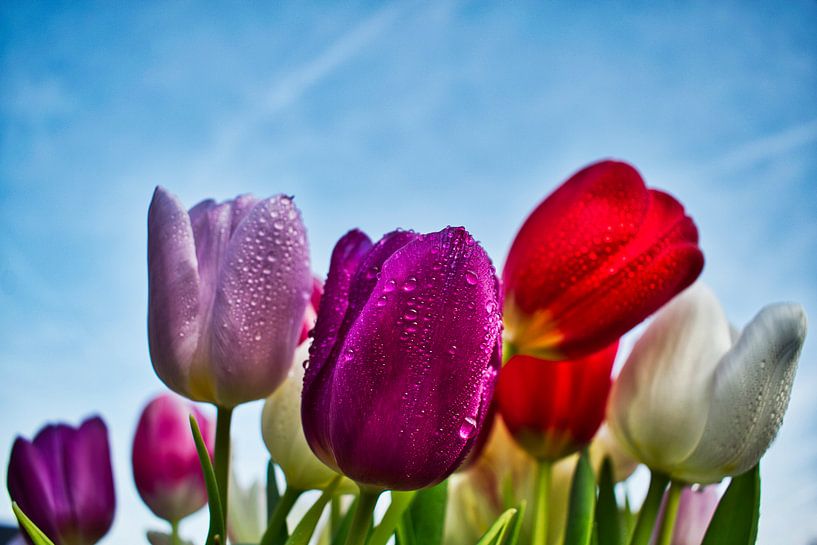 kleurijke tulpen van Mirjam Van Houten