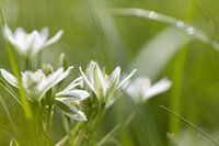Verträumte weiße Blüten mit grüner