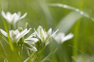 Verträumte weiße Blüten mit grüner