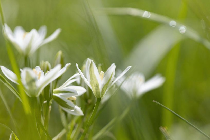 Dromerige witte bloemen met groen van Janny Beimers
