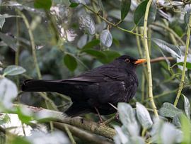 Male Blackbird posing on a Branch in the late Winter of 2025 in Germany von Sebastian Czech