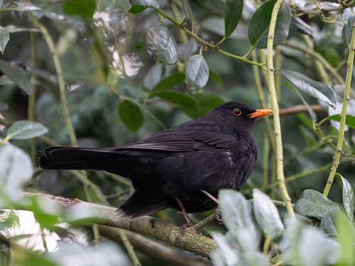 Male Blackbird posing on a Branch in the late Winter of 2025 in Germany