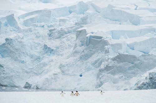 Pinguine unter der Eiswand Antarktis von Nanda Bussers