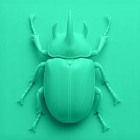Beetle on Turquoise