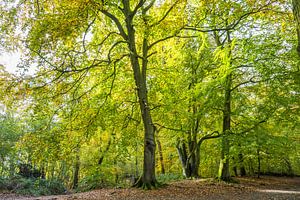 Beukenbomen in een bos in herfstkleuren 