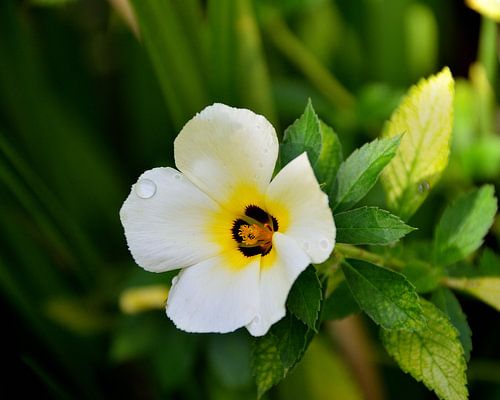 Turnera subulata