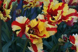 Close-up of yellow/red flowers by Mees van der Wiel