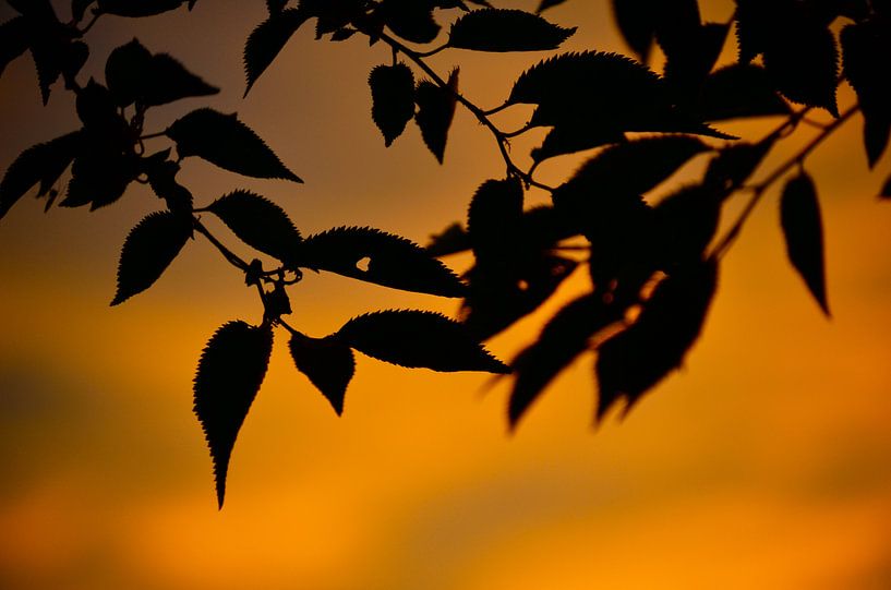 Hangende takken by Susanne Hermsen