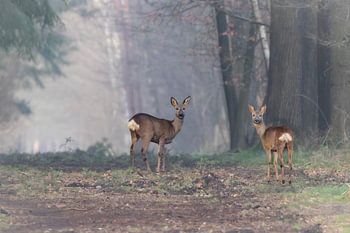 Rehe am frühen Morgen auf einem leicht nebligen Waldweg