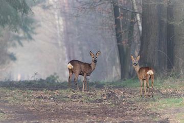 Reeen in de vroege ochtend op een licht mistig bospad van Ria van den Broeke