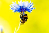 Bijtje in een Korenbloem