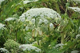 berenklauw von Danielle Vd wegen