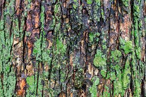 Bark #9 by Don Fonzarelli