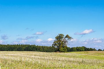 Field with trees on the island of Kampenwerder in Lake Schaalsee by Rico Ködder