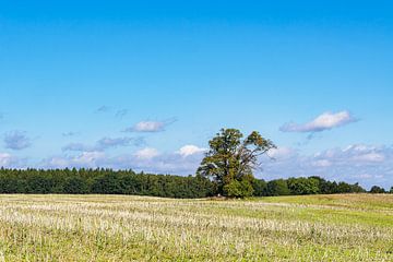 Feld mit Bäumen auf der Insel Kampenwerder im Schaalsee