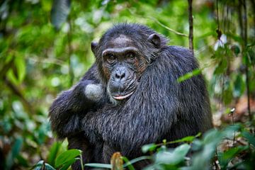 Chimpanzee, Pan troglodytes by Jürgen Ritterbach