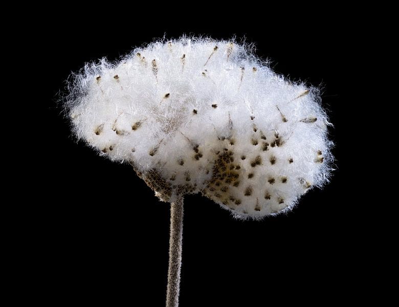 Fluffy seed head of an autumn anemone in winter by ManfredFotos