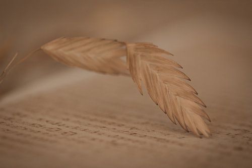 Minimalistisches Foto einer getrockneten Blume(n)