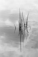 Stengels in het water