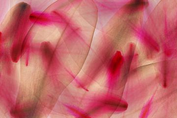 multiple exposure magnolia petals abstraction macro one above the other by Dieter Walther