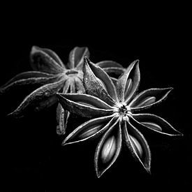 Star anise by Margit Houtman