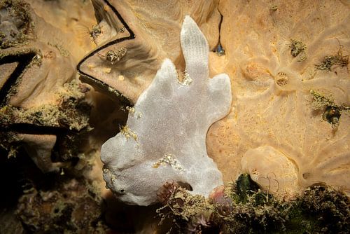 Zeeduivel, Mabul island, Maleisie van Travel Tips and Stories