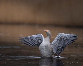Swirling Wings by Remco Kraaijeveld