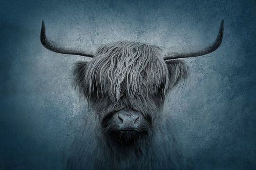Schotse Hooglander Mystiek in Koele Blauwtinten